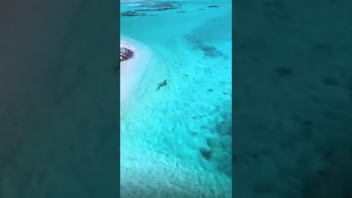 Okinawa Japan Amazing Island Life #shorts #travelvlog #japan Okinawa Japan Amazing Island Life #shorts #travelvlog #japan