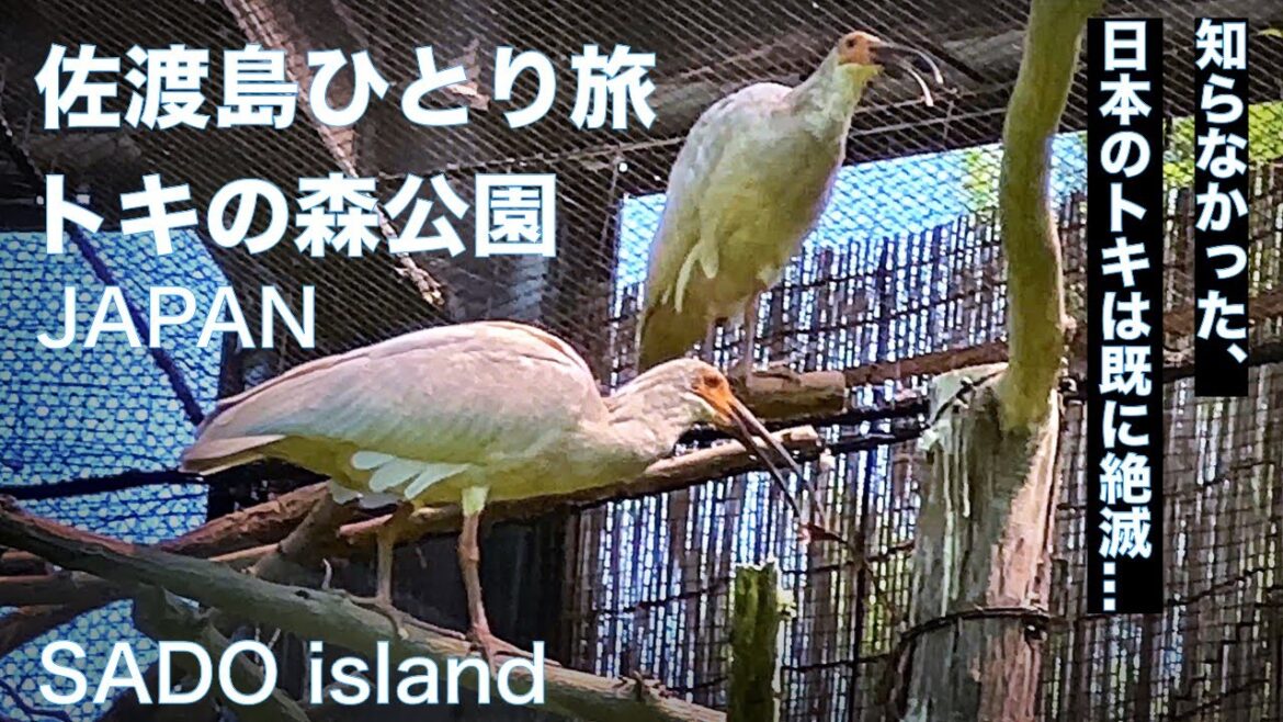 【佐渡島：新潟ひとり旅】トキの森公園で朱鷺を見た　佐渡　新潟観光　加茂湖　JAPAN Trevel：Sado island, Niigata
