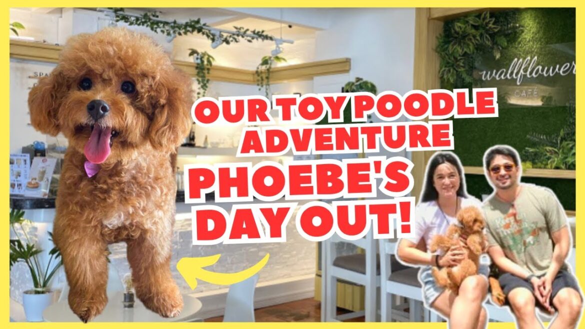 Phoebe's Day Out: Morning Walk, Grooming & Dog Cafe Adventure with our Toy Poodle
