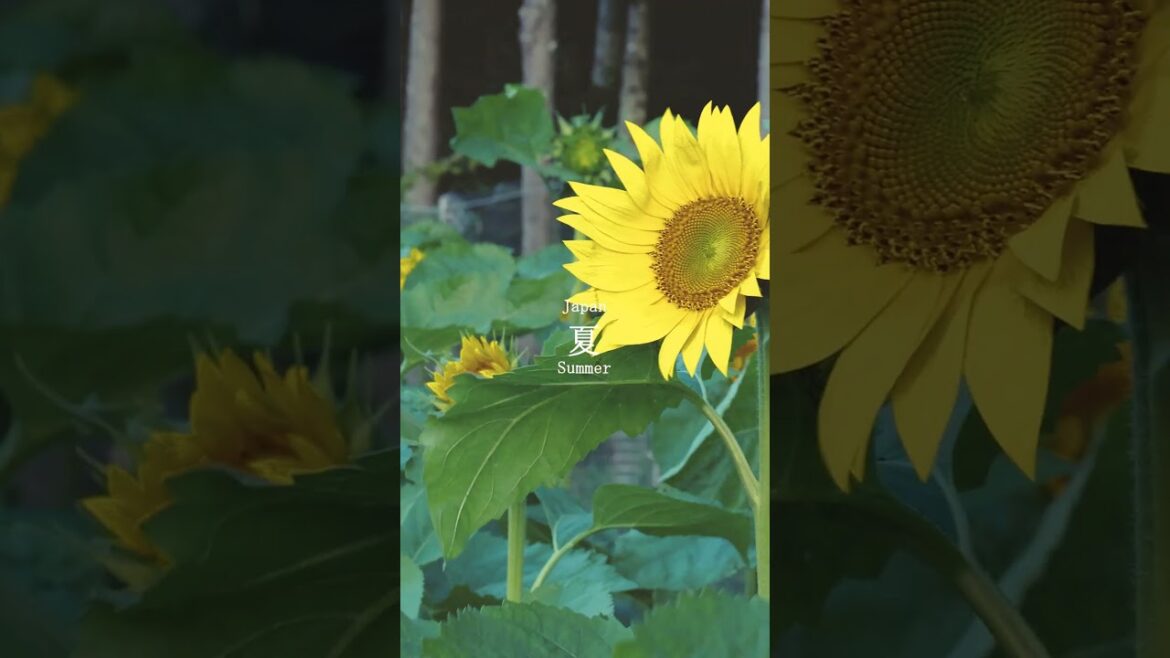 Japan summer flowers 夏の花 #shorts #beautiful