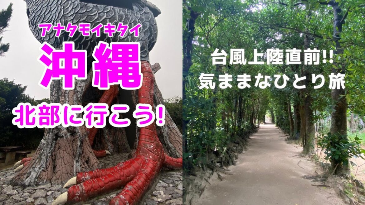 【沖縄ひとり旅】アナタモイキタイ3泊4日の旅(2日目)/台風の上陸前に色々と観光/今帰仁城跡/大石林山/辺戸岬/ヤンバルクイナ展望台/大宜味シークヮーサーパーク/備瀬のフクギ並木 【沖縄ひとり旅】アナタモイキタイ3泊4日の旅(2日目)/台風の上陸前に色々と観光/今帰仁城跡/大石林山/辺戸岬/ヤンバルクイナ展望台/大宜味シークヮーサーパーク/備瀬のフクギ並木