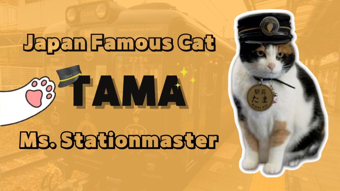 Visit Japan Famous Cat StaionMaster🐈 Cat Lover Must Go！| ASMR