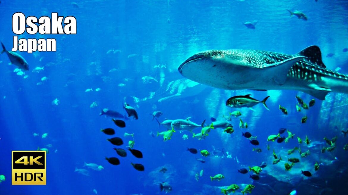 Walking Tour of Osaka Aquarium Kaiyukan - Japan 2023 [4K HDR]