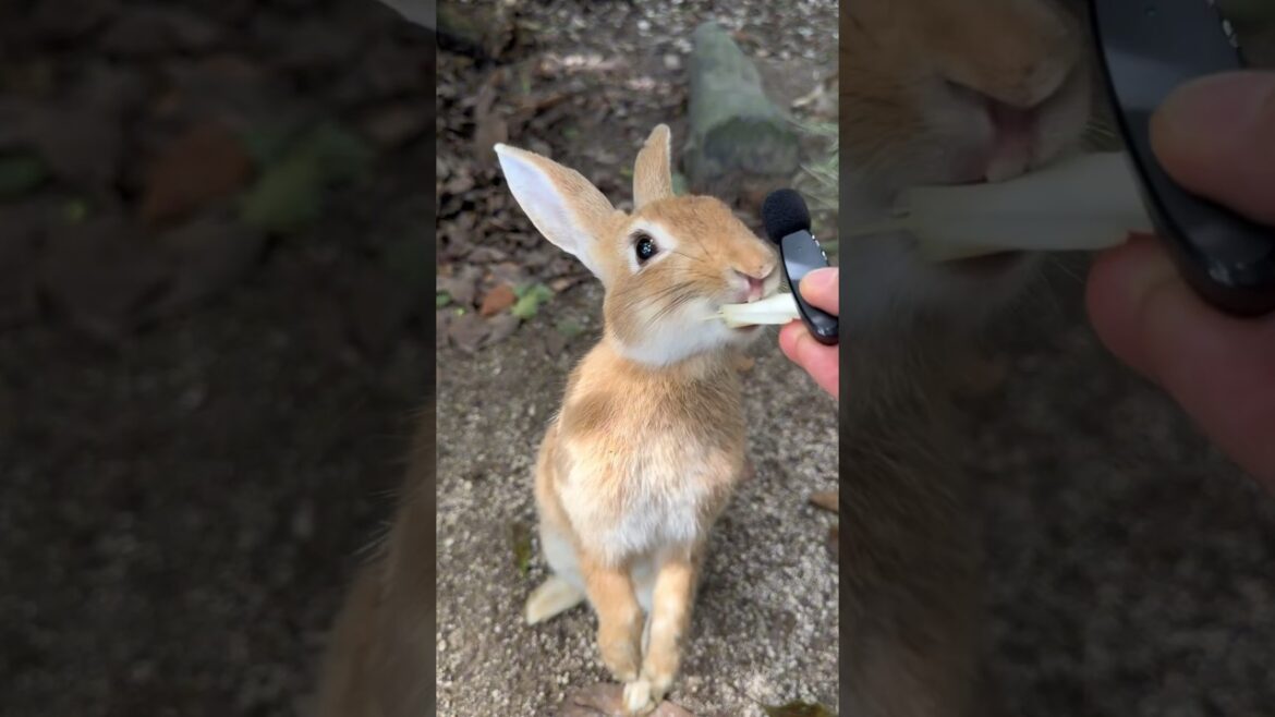 Did you know this about Japan? #rabbitisland #japanlover #fyp #ilovejapan #japantravel #didyouknow Did you know this about Japan? #rabbitisland #japanlover #fyp #ilovejapan #japantravel #didyouknow