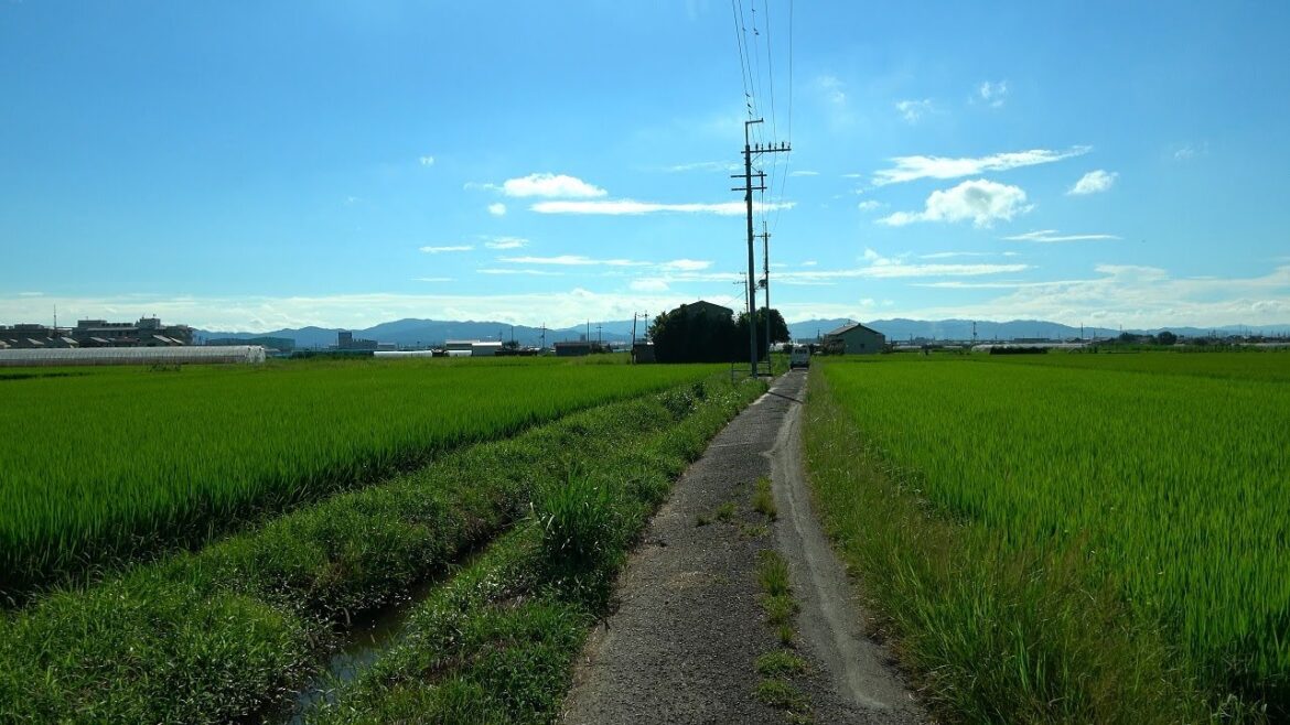 [4K Japan] Take a walk from the city to the rice fields - Kyoto
