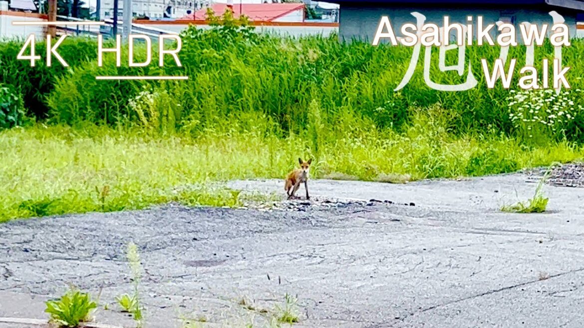 Saturday stroll around retro "New" Asahikawa Station in Asahikawa, Hokkaido, Japan | 4K HDR