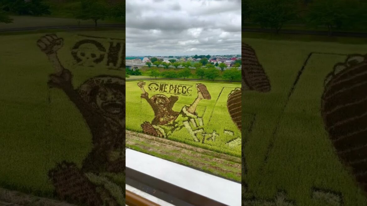One Piece Rice Field Design🇯🇵 #japan #travel #japantravel #onepiece #aomori