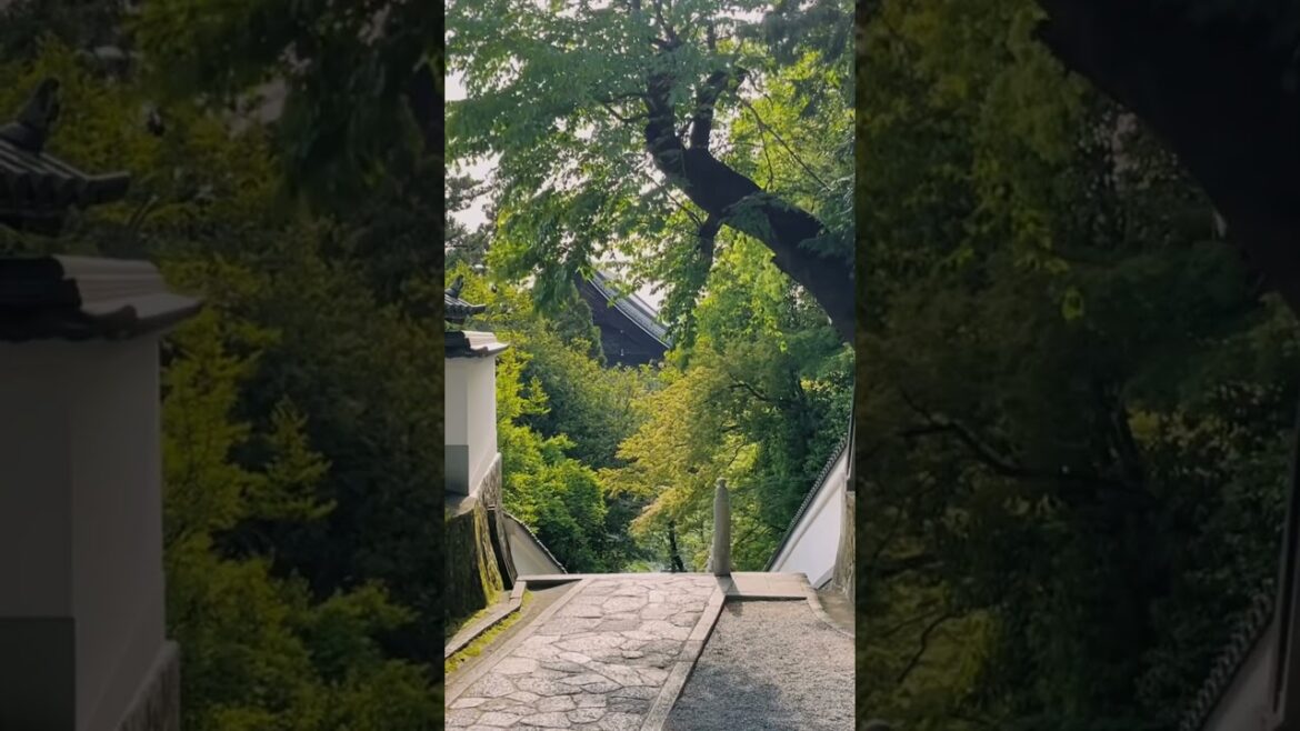 Late spring in Kyoto #kyoto #arashiyama #kamogawa #japan #solotravel #spring #travel #shotbyiphone