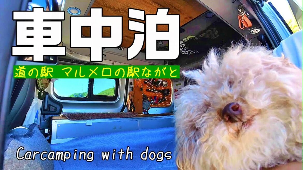 【車中泊】 長野犬旅 道の駅車中泊と美ヶ原高原 標高2000mの絶景｜キャンピングカー旅｜マルメロの駅ながと｜犬旅｜美ヶ原高原｜INUVAN イヌとバンライフ