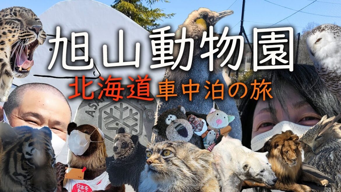 【 車中泊の旅 】600mmレンズ抱え旭山動物園へ/増毛・オロロンライン/ 【 車中泊の旅 】600mmレンズ抱え旭山動物園へ/増毛・オロロンライン/