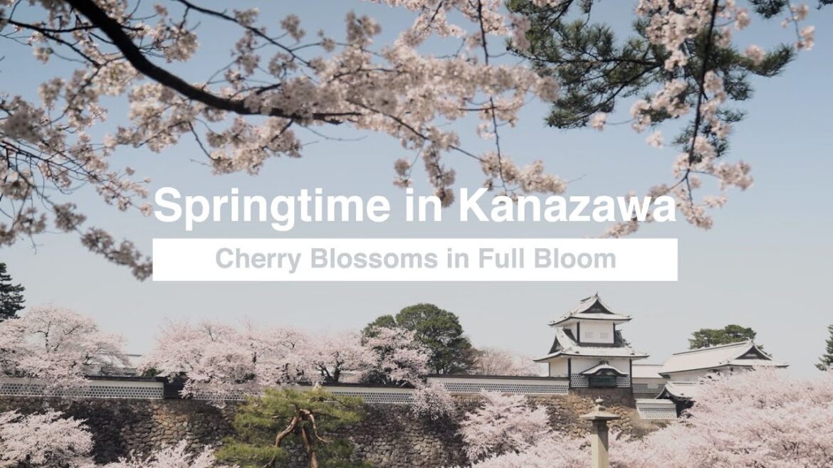 4K Springtime in Kanazawa—Cherry Blossoms in Full Bloom 春の金沢・満開の桜