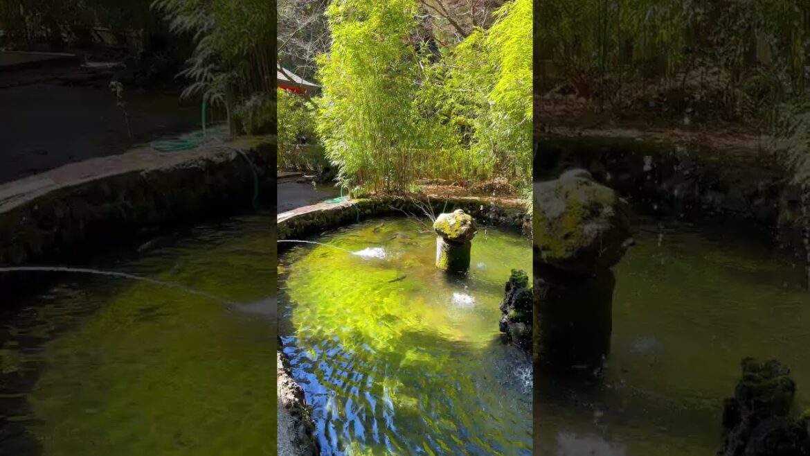 【鹿児島観光】霧島神宮の奥に潜む隠れパワースポット#shorts