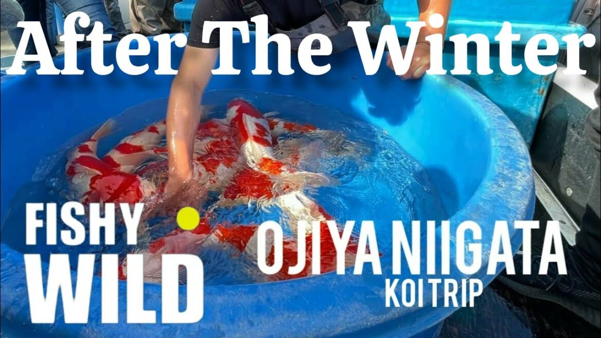 After Winter | Ojiya Niigata Koi Trip