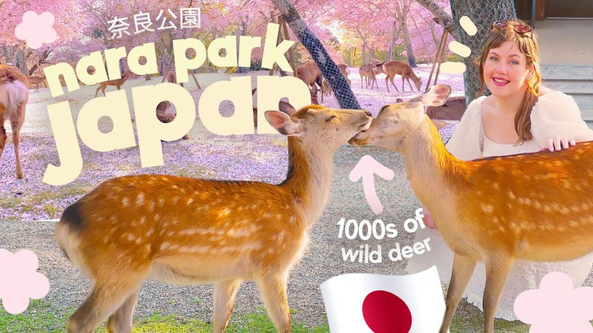 THE MOST MAGICAL PLACE IN JAPAN? 🦌🇯🇵 Seeing THOUSANDS of Wild Roaming Deer Park in Nara Park, Japan!