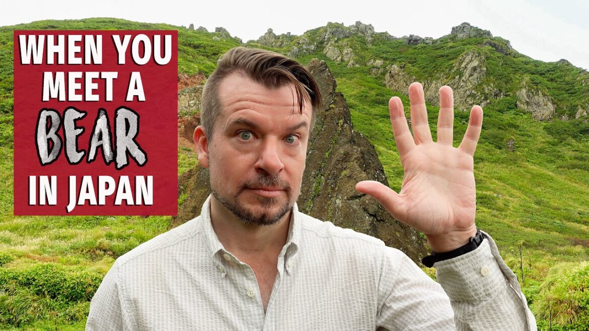 5 things you should know about BEARS before visiting Japan