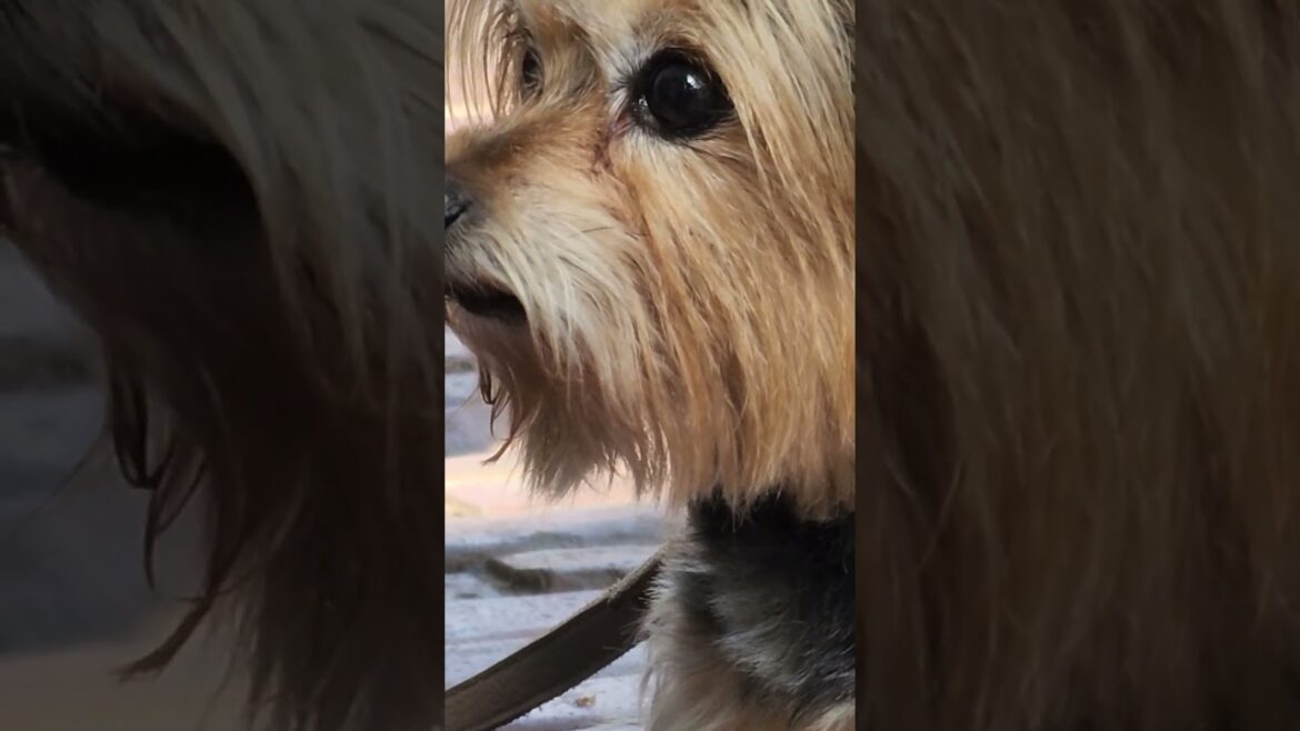 YORKSHIRE WAITING for BULLDOG AND AKITA