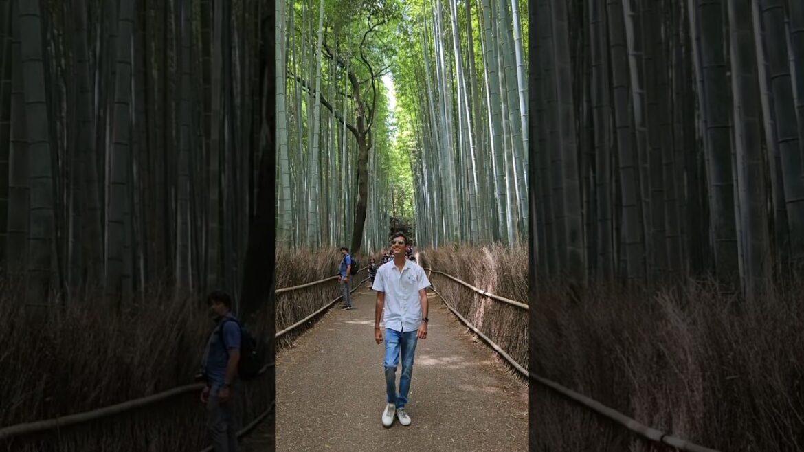 Must visit Places In Japan – Kyoto & Nara #shorts Must visit Places In Japan - Kyoto & Nara #shorts