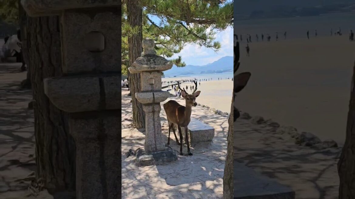 [Summer '23] Fukuoka🌳 → Kagoshima☔️ → Hiroshima🦌 → Okayama🌄 #shorts #japan