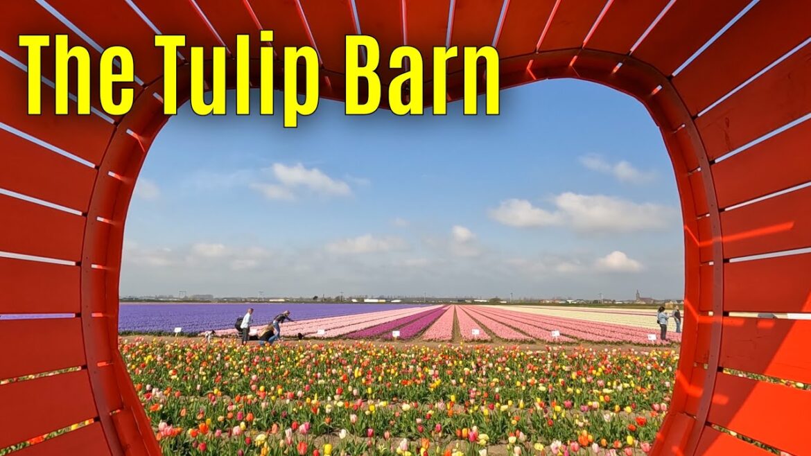 The Tulip Barn 2023 part 1