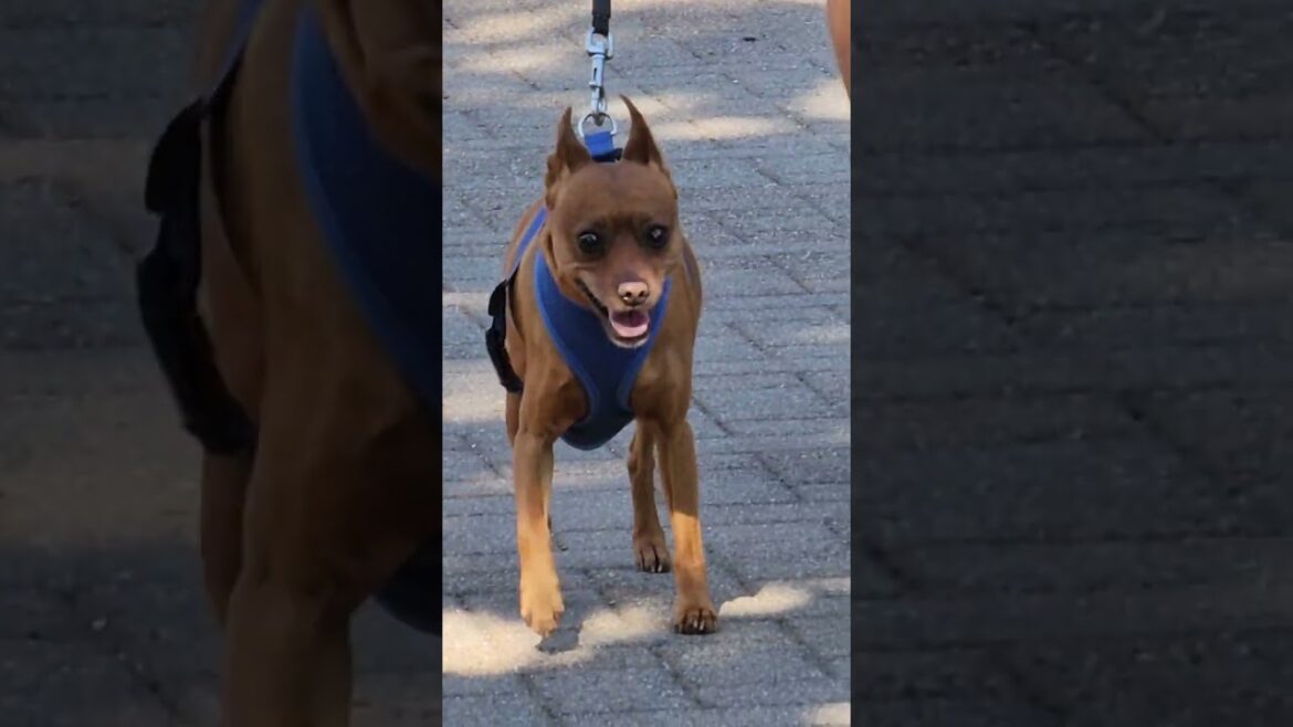 CHIHUAHUA WAITING FOR HUSKY LABRADOR AKITA