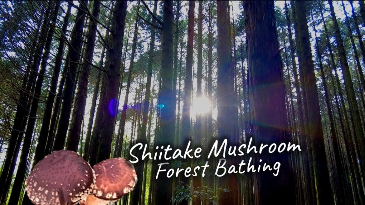 Accidental RELAXATION | Shiitake Mushroom Forest Bathing (Shinrin yoku 森林浴) Accidental RELAXATION | Shiitake Mushroom Forest Bathing (Shinrin yoku 森林浴)