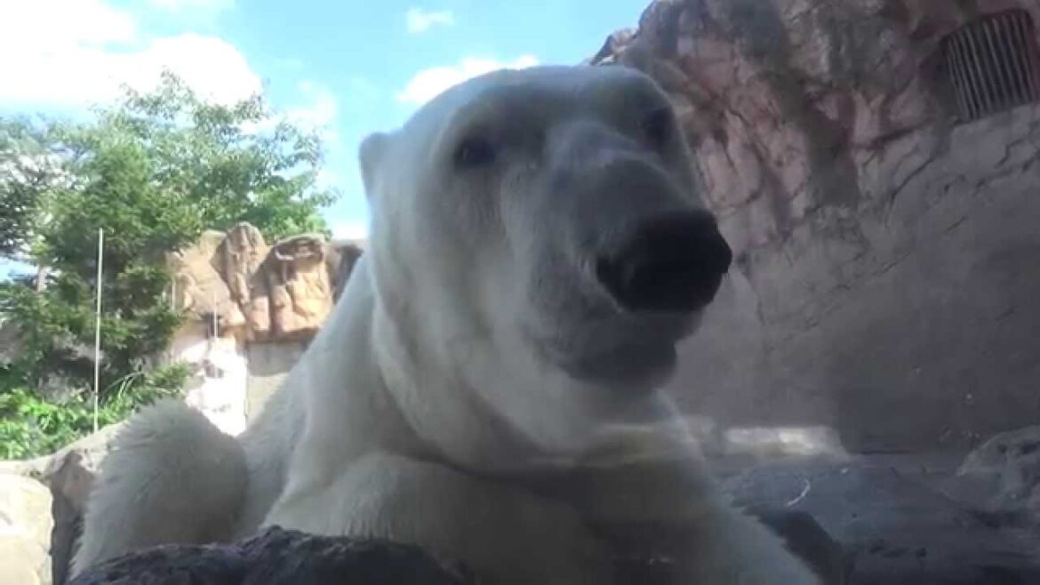 Kai (Ladogor) takes a rest at Yagiyama Zoological Park, Sendai, Japan