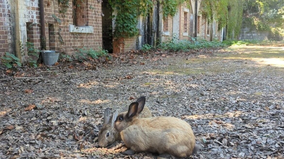 [Japan Dark Tours] Go around Rabbit Island (Poison Gas Island)