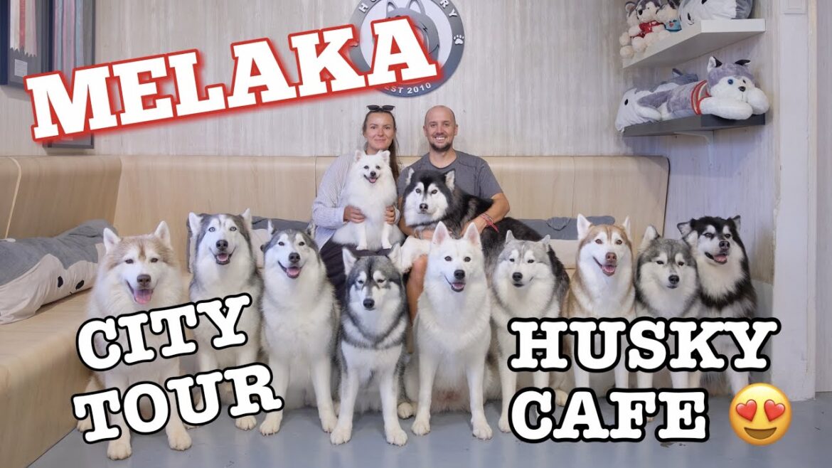 The Most UNDERRATED City in Malaysia | Melaka & a Husky Cafe The Most UNDERRATED City in Malaysia | Melaka & a Husky Cafe