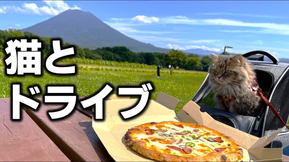 【北海道ドライブ】ニセコの絶景スポットで絶品ピザやスイーツを満喫!【フリードプラス】 【北海道ドライブ】ニセコの絶景スポットで絶品ピザやスイーツを満喫!【フリードプラス】