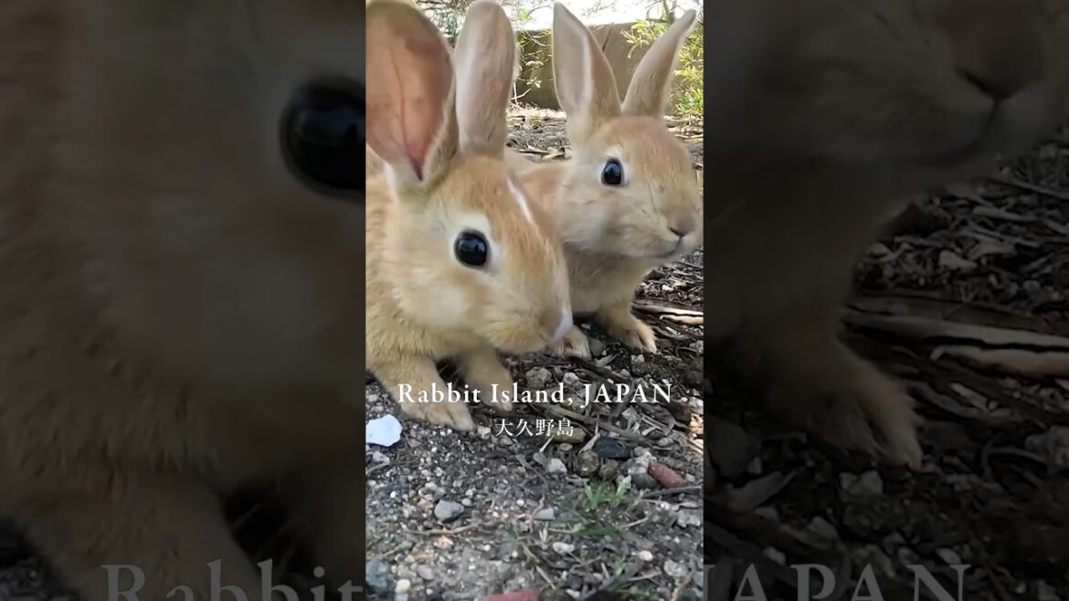 [Rabbit Island, JAPAN] Too Cute!! 700 wild rabbits🐰🐇| okunoshima | 大久野島 うさぎ島 #shorts #rabbitisland