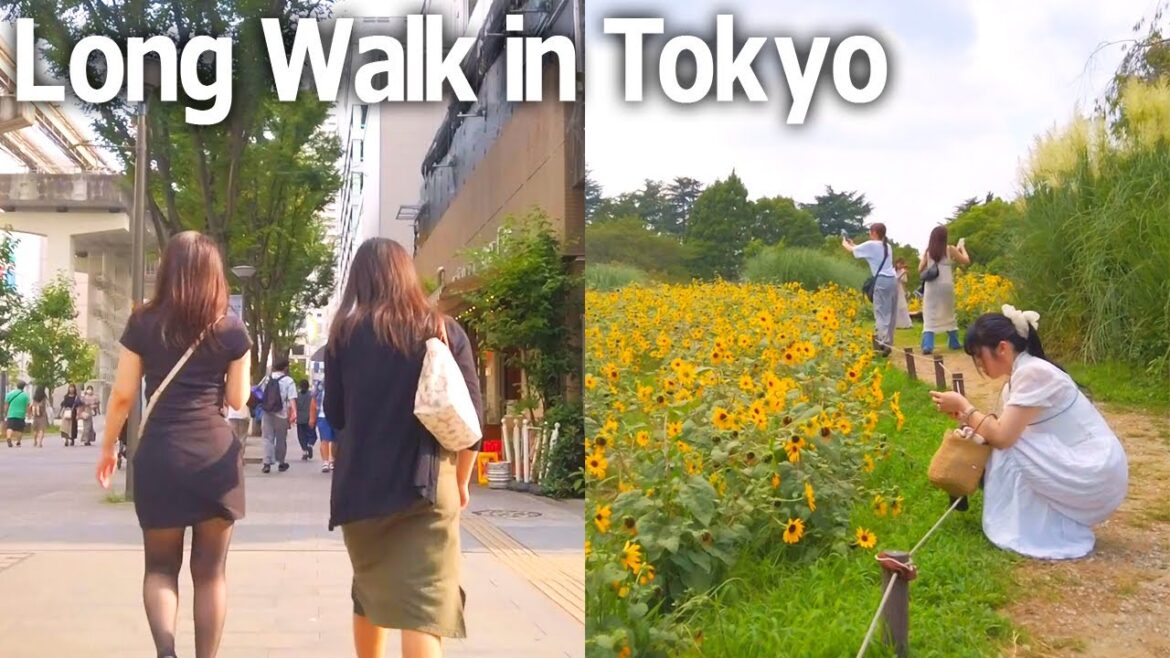 Tokyo Walking Tour – Tachikawa in summer. Sunflowers in Showa Kinen Park♪ (Aug. 2023) Tokyo Walking Tour - Tachikawa in summer. Sunflowers in Showa Kinen Park♪ (Aug. 2023)