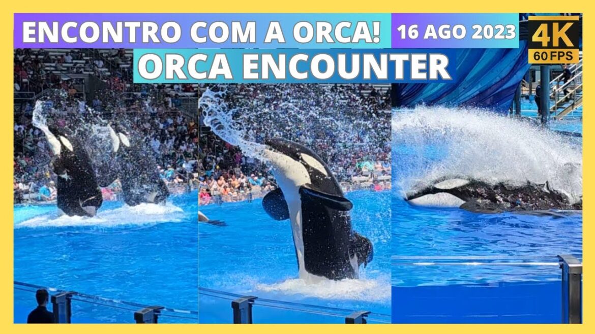 Orca Encounter 4K Full Show - SeaWorld Orlando - 16 AGO 2023