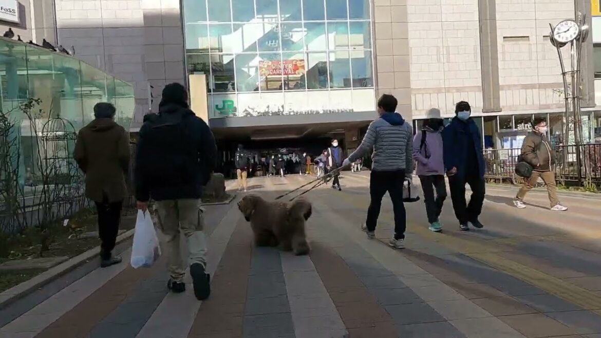 【JAPAN 4K】Cycling Tour from Otsuka to Shimo-itabashi【TOKYO 東京】 【JAPAN 4K】Cycling Tour from Otsuka to Shimo-itabashi【TOKYO 東京】