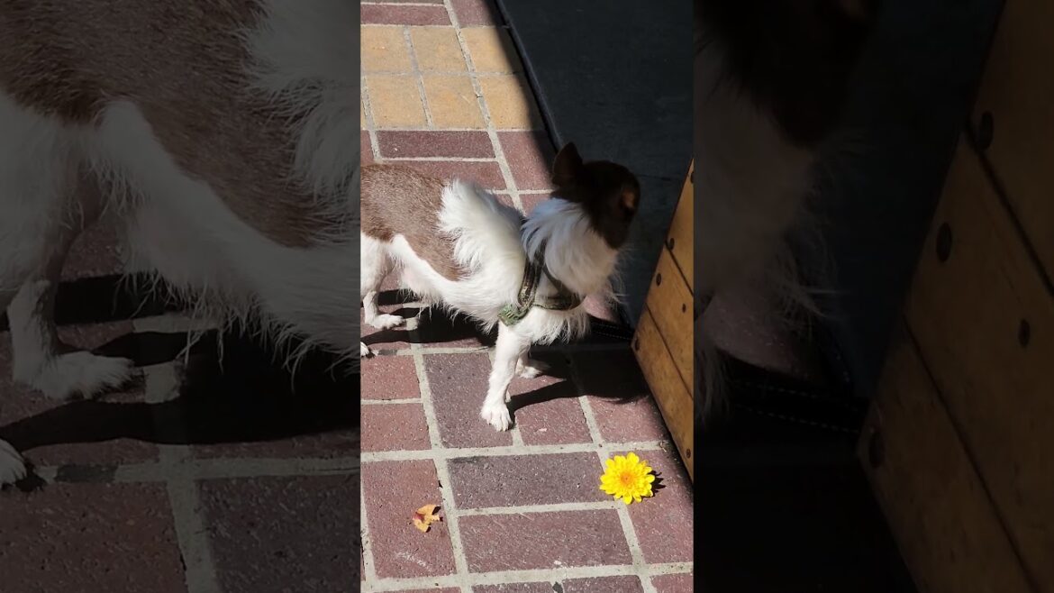 MALTIPO LOOKING FOR AKITA