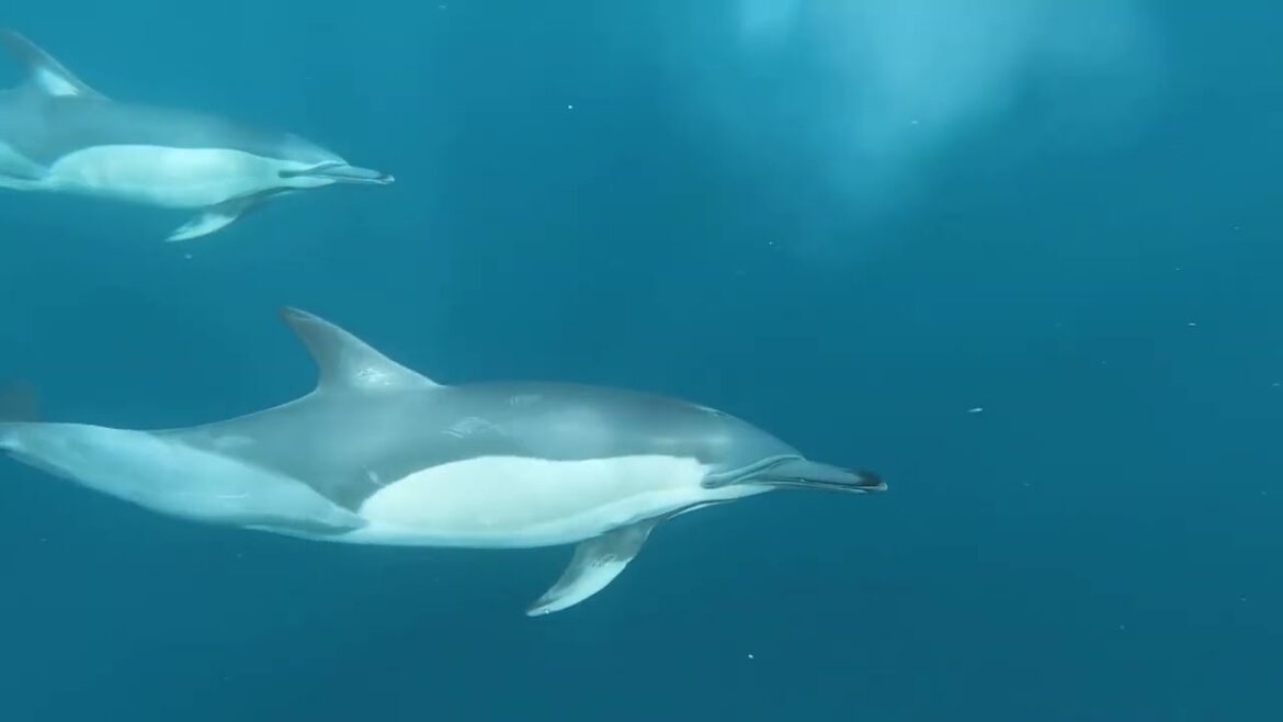 Echoes of the Ocean: The Majestic World of Dolphins