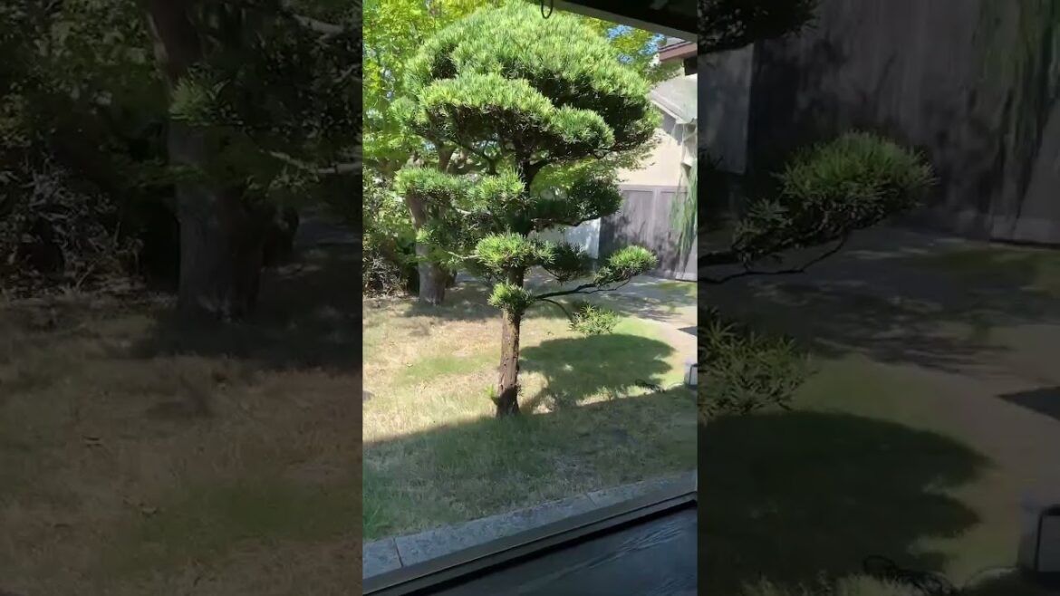 【KYOTO 】Matcha Dessert with Japanese Mood Garden