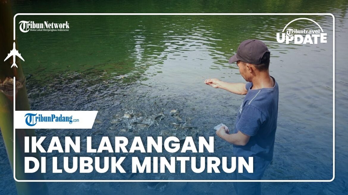 🔴 TRIBUN TRAVEL UPDATE: Mengintip Ikan Larangan di Lubuk Minturun Padang