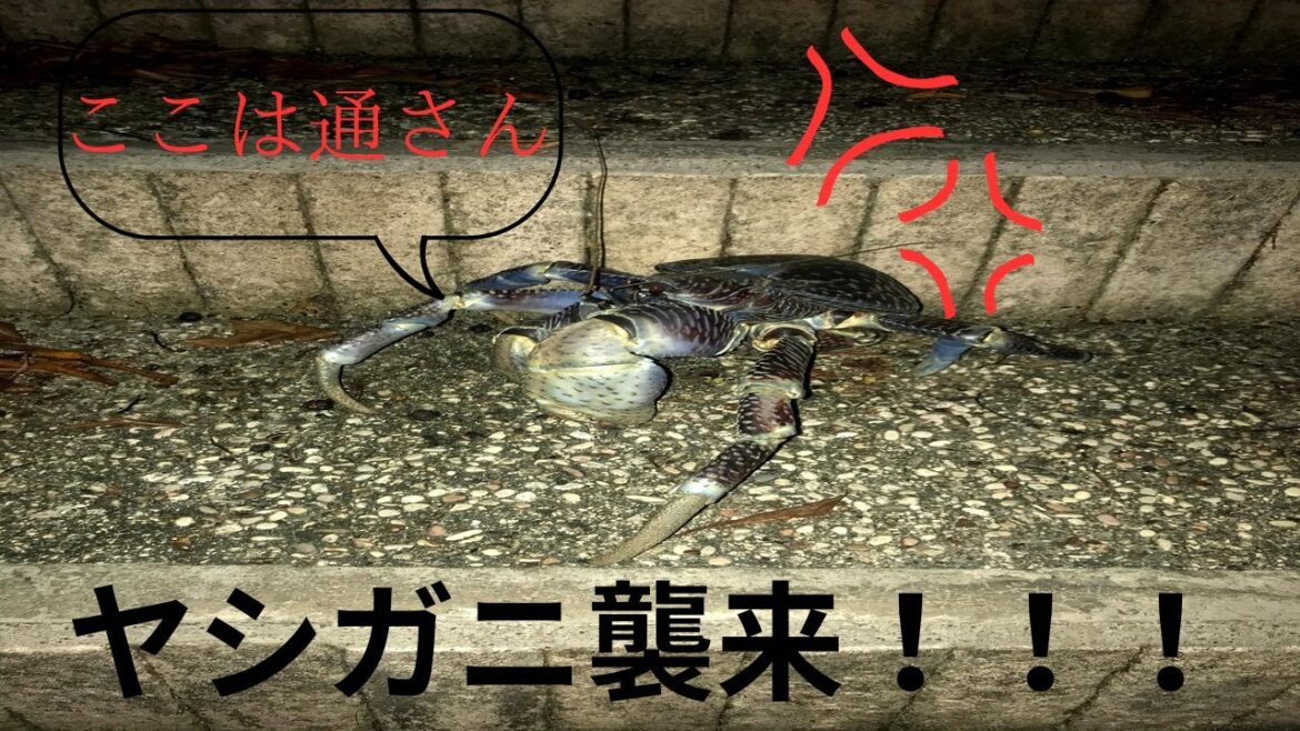【ヤシガニ襲来】独りで沖縄の夜旅してたら道を塞がれた！？