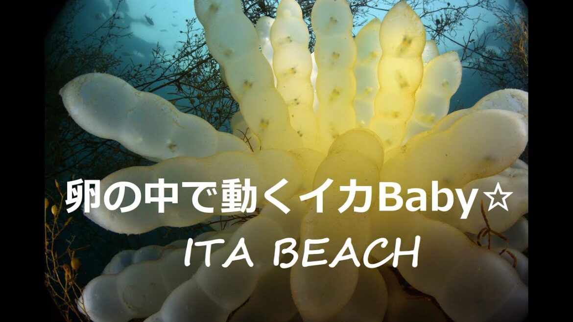 【井田海水浴場】【アオリイカの卵】【ホンダワラ】生きた幼体が動く姿をはじめて観察しました 【井田海水浴場】【アオリイカの卵】【ホンダワラ】生きた幼体が動く姿をはじめて観察しました