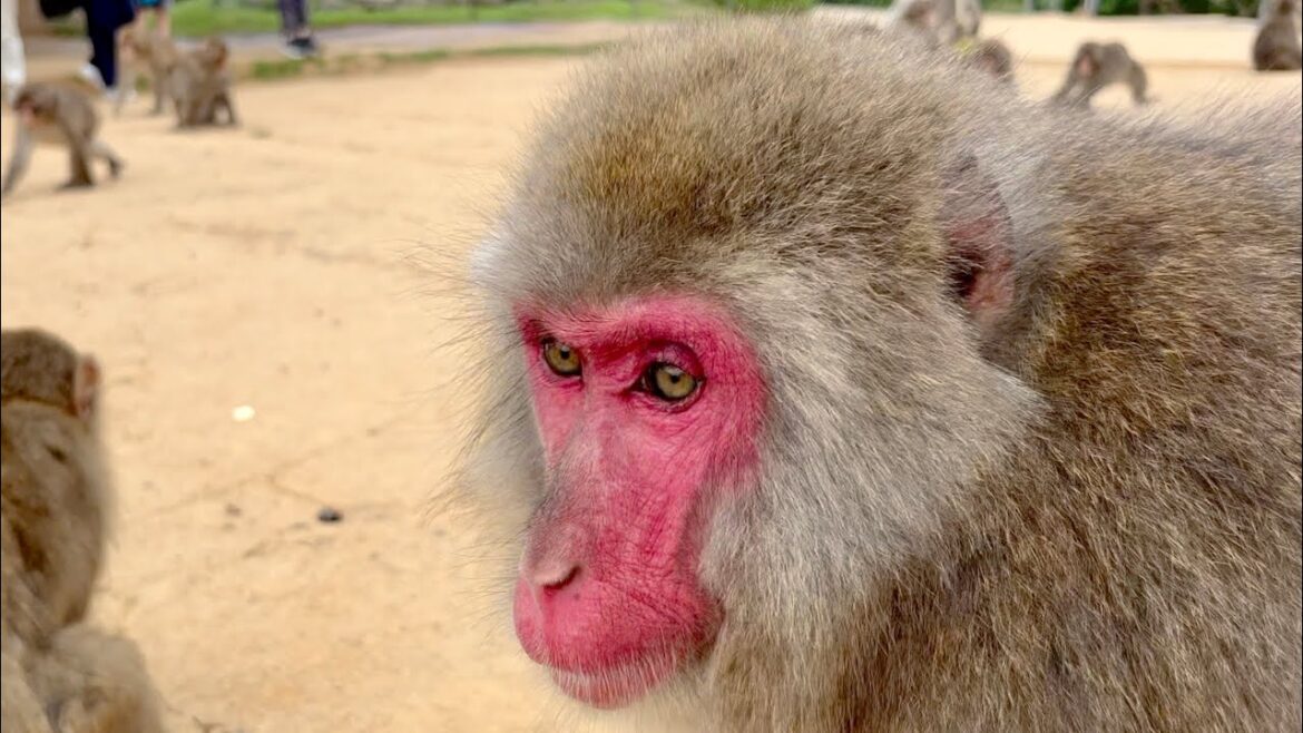 Feeding Wild Monkeys in Kyoto! [Japan Elective - part 8]