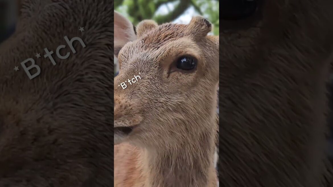 Why are the deers of Nara, Japan the best in the world? #shorts