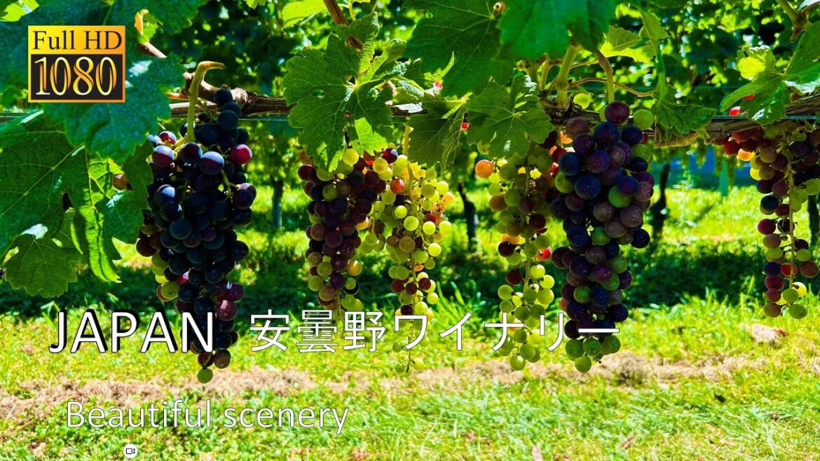 安曇野ワイナリー癒しの自然音BGM｜The healing of Japanese nature sounds. Azumino winery.