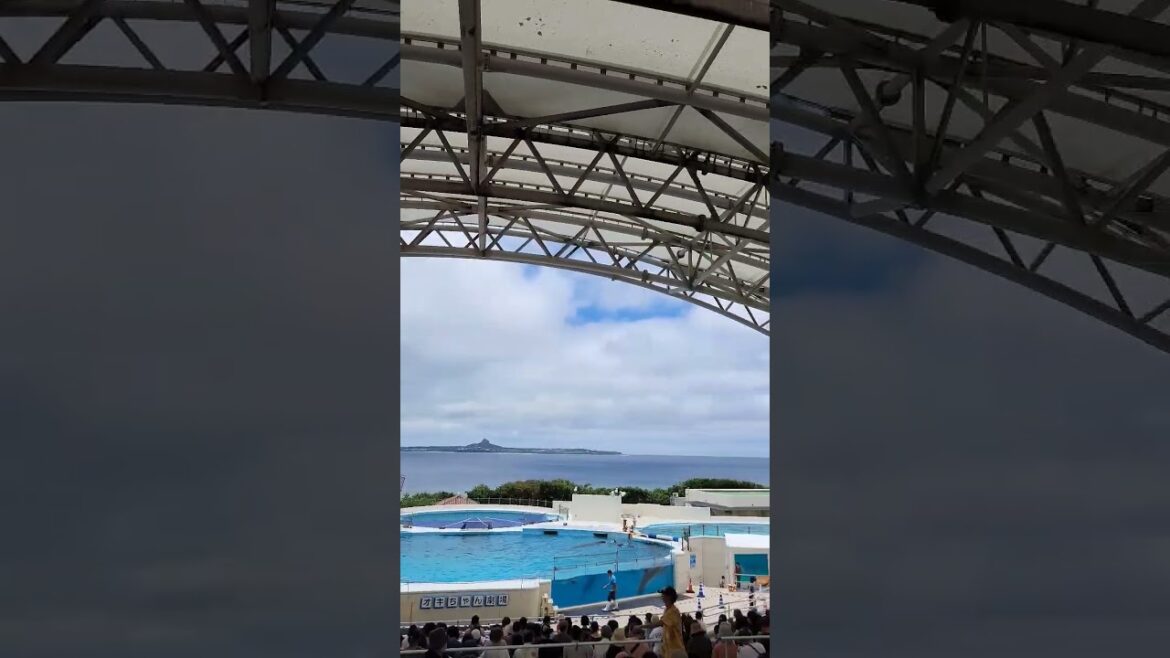 イルカショー前