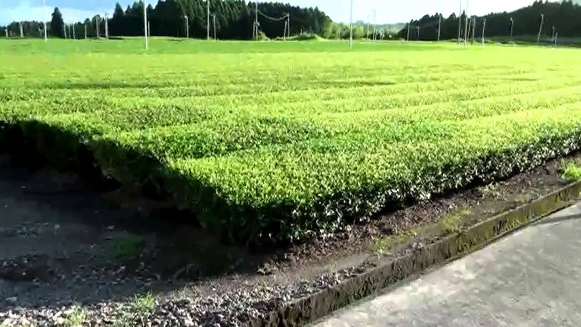 Mexicano en Japon playa 2/2