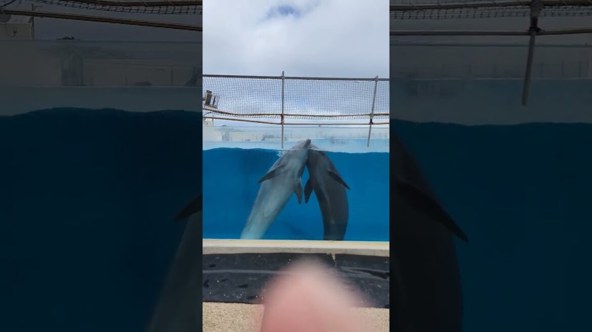 仲良しなイルカ