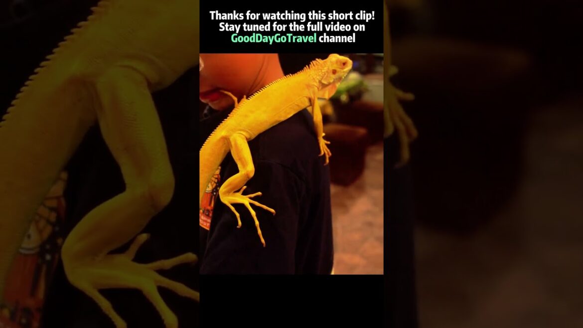 Visiting Japan Animal Cafe: Bird, Owl, and More | Kobe Fuleca animal Coffee shop #shots #catcafe