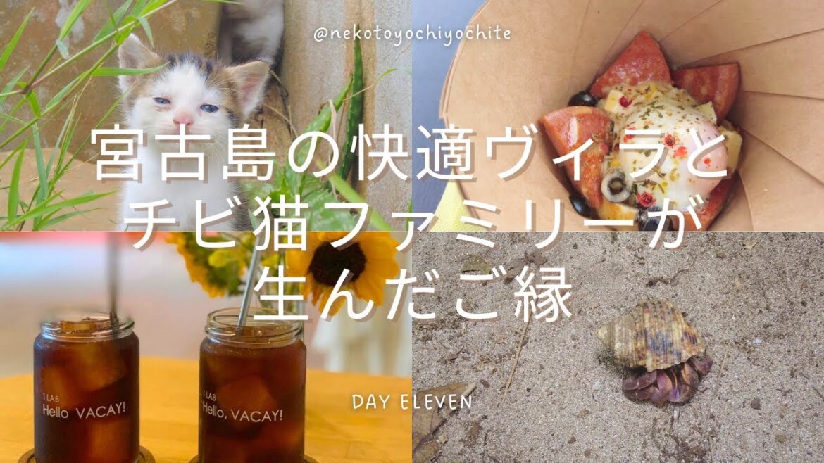 宮古島の快適ヴィラとチビ猫ファミリーが生んだご縁 OKINAWA DAILY LIFE VLOG DAY ELEVEN 宮古島の快適ヴィラとチビ猫ファミリーが生んだご縁 OKINAWA DAILY LIFE VLOG DAY ELEVEN