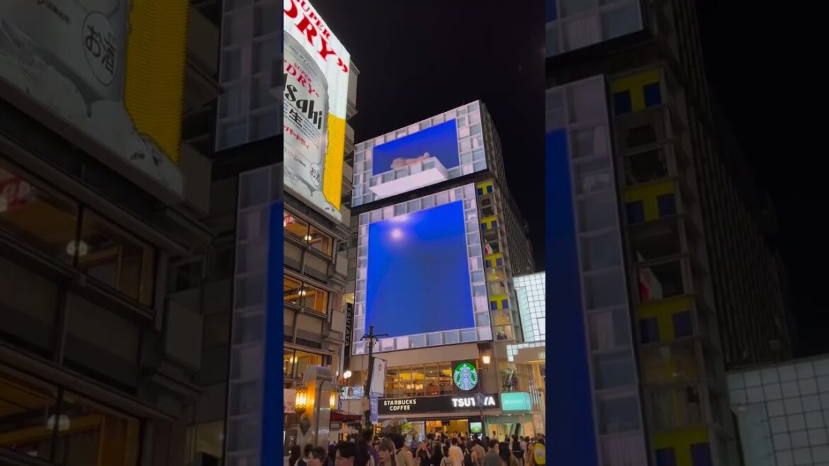SHIBA INU IN OSAKA, JAPAN