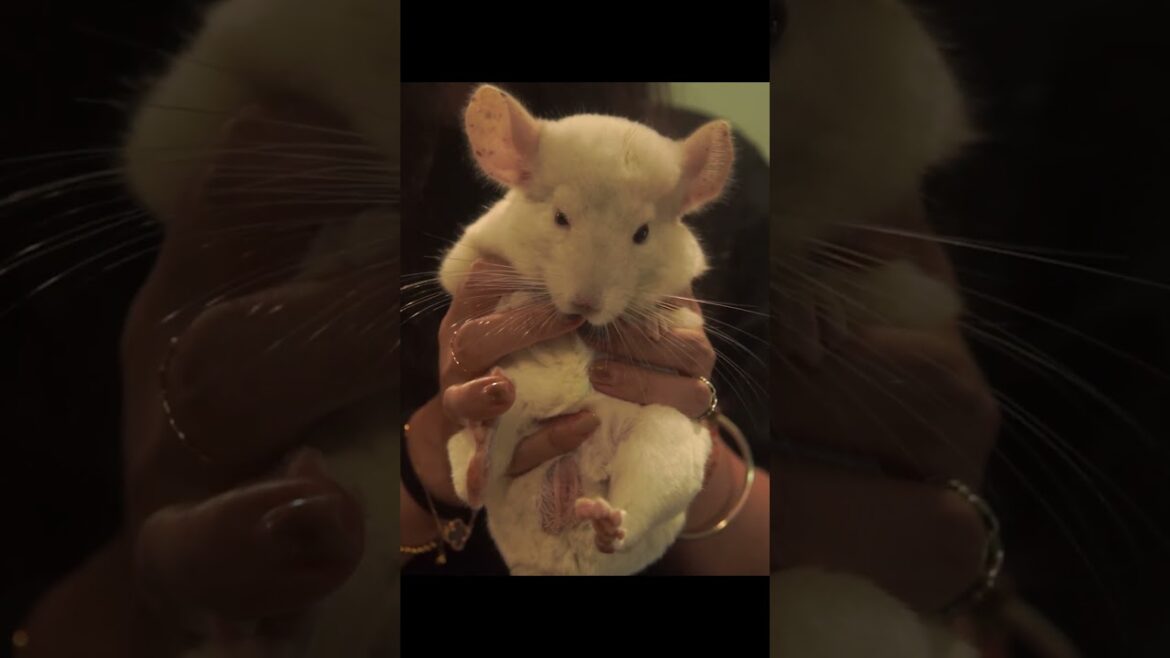 Visiting Japan Animal Cafe |Kobe Fuleca animal Coffee shop #shots #asmr #trailer Visiting Japan Animal Cafe |Kobe Fuleca animal Coffee shop #shots #asmr #trailer