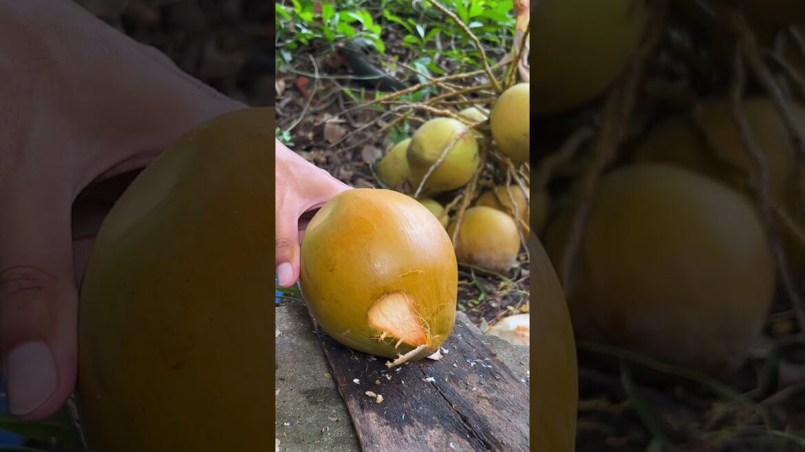 Simple way to peel coconut #shorts #streetfood #viral #coconut #asmr